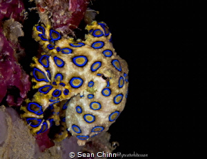 Beautiful blue ring I found by myself on a night dive on ... by Sean Chinn 